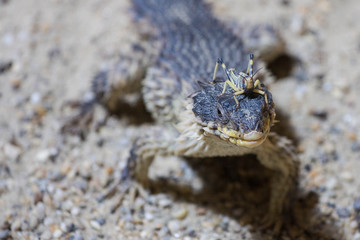 Reptil & Insekt