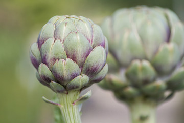 Obraz premium Artischocke