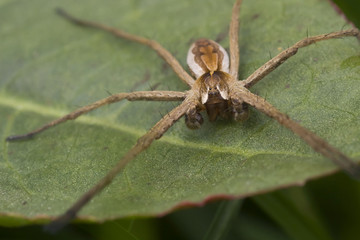 Spider
