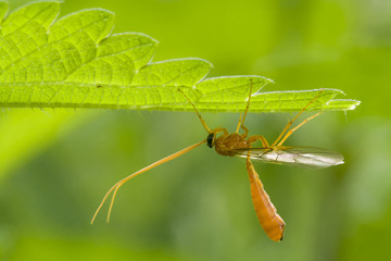 Under a leaf