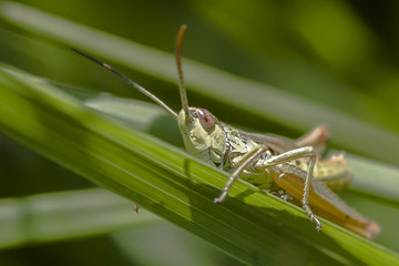 Grasshopper