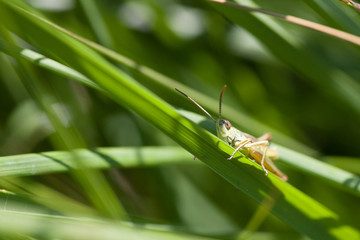 Grasshopper