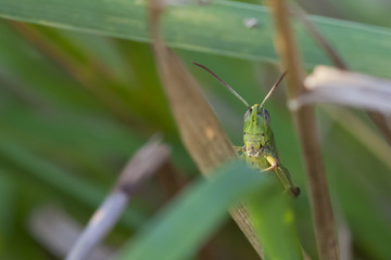 Grasshopper