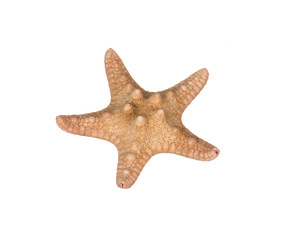 starfish on white background