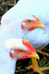 Hens in the poultry-yard