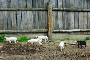piglets run jolly on the farm