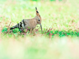 Eeurasian hoopoe (Upupa epops) feeding on insects