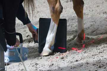 horse veterinarian examines a horse on possible fractures with an x-ray device and does research at...