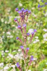 little blue flowers
