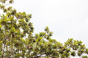 group of green leaf and skygreen leaf from garden,green leaf make oxygen and part of tree