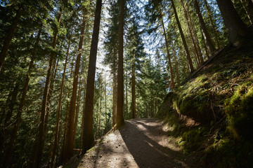 Wooded forest trees silhouette, backlit by golden sunlight before sunset with sun rays pouring through trees on forest floor illuminating tree branches, Europe French Alps close to Switzerland border