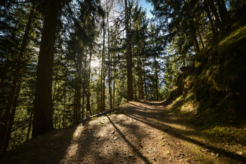 Wooded forest trees silhouette, backlit by golden sunlight before sunset with sun rays pouring through trees on forest floor illuminating tree branches, Europe French Alps close to Switzerland border