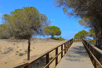 Fototapeta na wymiar Dunas de Guardamar y la Marina, Alicante