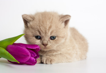 british short hair kitten © Ruta