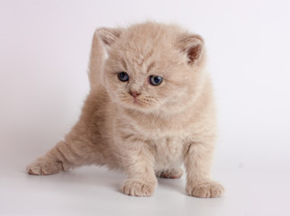 british short hair kitten