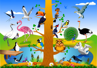 bird kingdom