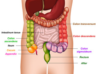 colon anatomy, medical vector illustration
