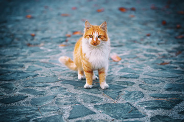 Portrait of a red orange street cat with white spots standing and looking in old european city, animal natural background