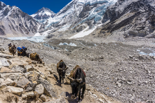 Gorak Shep to EBC, Nepal