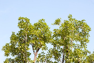 group of green leaf and skygreen leaf from garden,green leaf make oxygen and part of tree