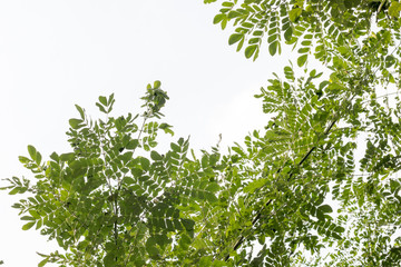 group of green leaf and skygreen leaf from garden,green leaf make oxygen and part of tree