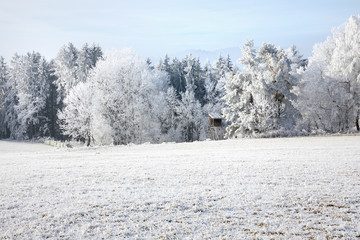 Obraz na płótnie Canvas Winter landscape and snow wrapped trees in Sumava, Czech republic,