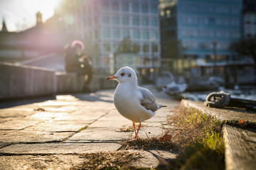 Seagul staying / sitting. Watching sunset. Switzerland, West Europe © icephotography