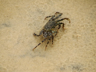 crab - Pipa beach - Brazil