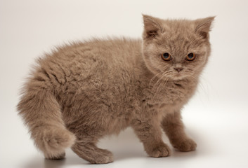 british short hair kitten