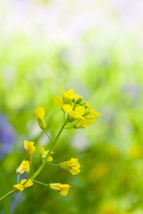 Canola flower, Kawasaki, Japan　菜の花