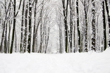 winter forest