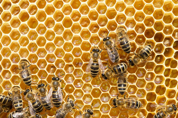  bees on honeycells