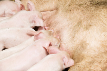 Little piglets suckling their mother