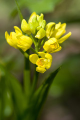 Obraz premium Cephalanthera falcata, Kawasaki, Japan
