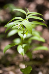 Disporum flower, Kawasaki, Japan　チゴユリの花