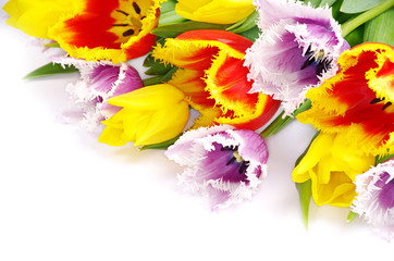  tulips
