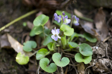 Viola hondoensis flowers, Kawasaki, Japan　アオイスミレの花