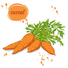 organic vegetables carrots