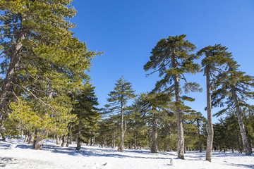 Picturesque winter landscape with snow and blue sky in Troodos Mountains on Cyprus