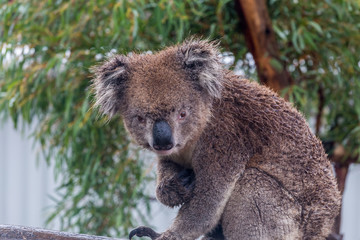 Koala bear (Phascolarctos cinereus) with eucalyptus tree in background