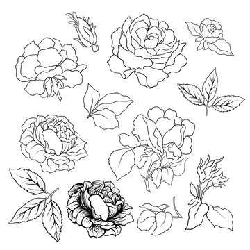 Rose flower set. Vector illustration. Outline drawing