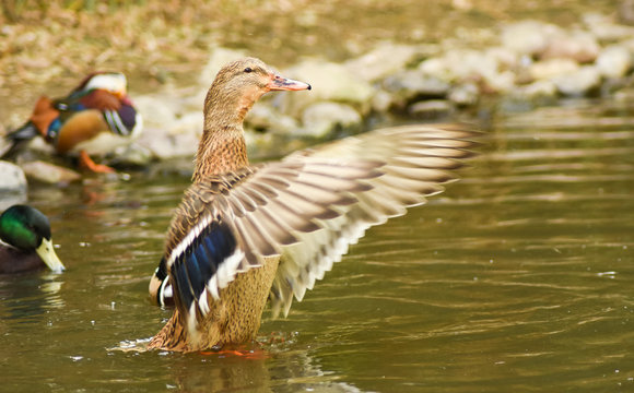 Duck wingspread on water.