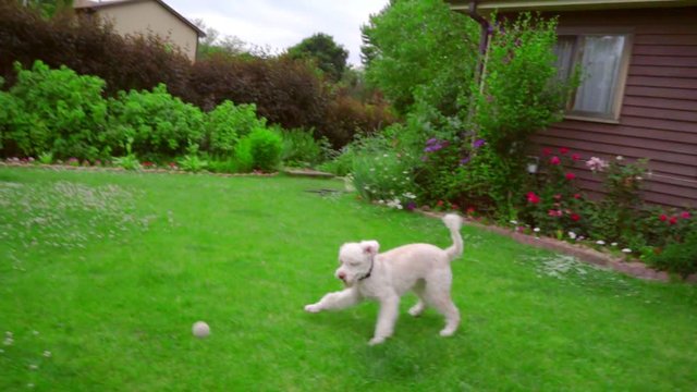 Man hand throwing ball. Dog playing with toy. Dog fetch ball. Man playing with dog. White poodle chasing ball. Playful animal running for toy. White pet playing outdoor