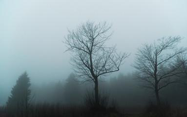 Silhouettes of trees in foggy evening