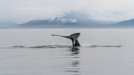 Humpback whale tail