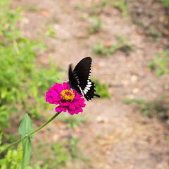 Black Butterfly purple gerbera.