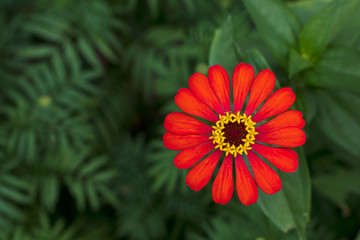 Gerbera orange with green blur.