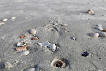 Fototapeta na wymiar Beach shell on the sand, Fort Myers Beach, Ocean Life