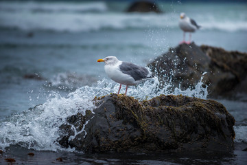 Oregon Coast Birds