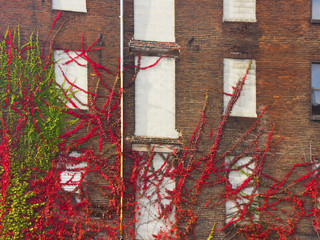 Vines climb wall of old building